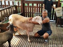 Kisah Sukses Anggota TNI Kembangkan Peternakan Domba Cross Texel