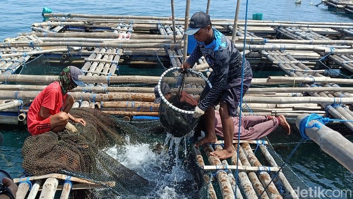 Budidaya ikan kekrapu keramba di Pulau Gili Ketapang Probolinggo