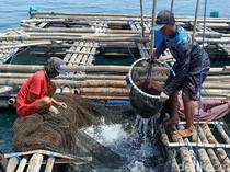 Melihat Budidaya Ikan Kerapu Keramba di Pulau Gili Ketapang Probolinggo