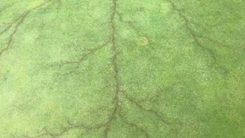 Saat petir menyambar bendera di lapangan golf. Foto: Boredpanda  