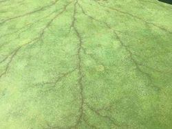 Deretan Fenomena Ilmiah yang Mencengangkan