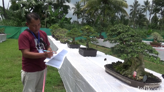 Kontes bonsai di Lumajang