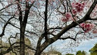 Raline juga berlibur ke Jepang. Ini fotonya saat berada di Tokyo Imperial Palace.