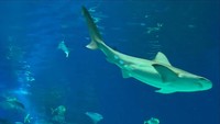 Ini momennya saat berkunjung ke National Aquarium Denmark.