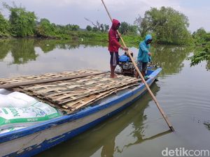 Meresahkan, Buaya di Kedungpeluk Sidoarjo Kejar Pekerja Tambak