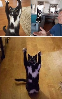 Melihat Aksi Konyol Si Kucing yang Bikin Ngakak