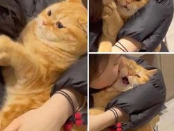 Melihat Aksi Konyol Si Kucing yang Bikin Ngakak