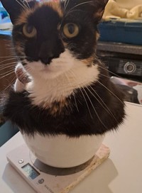 Melihat Aksi Konyol Si Kucing yang Bikin Ngakak