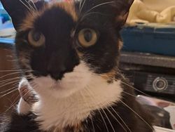 Melihat Aksi Konyol Si Kucing yang Bikin Ngakak