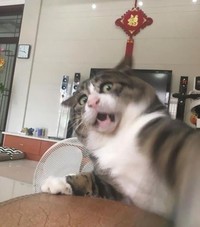 Melihat Aksi Konyol Si Kucing yang Bikin Ngakak