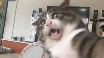 Selfie dulu gaes. Foto: Boredpanda  