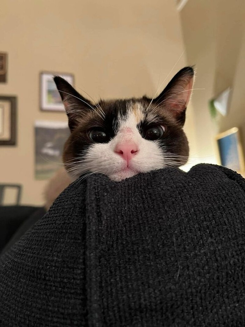 Melihat Aksi Konyol Si Kucing yang Bikin Ngakak