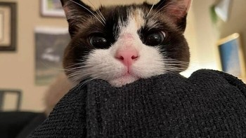 Hai. Foto: Boredpanda  