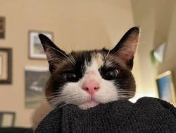 Melihat Aksi Konyol Si Kucing yang Bikin Ngakak