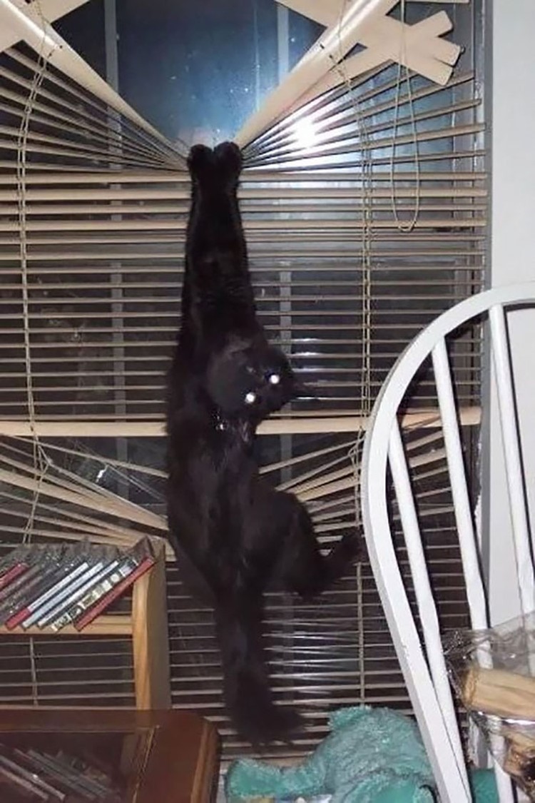 Melihat Aksi Konyol Si Kucing yang Bikin Ngakak