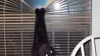 Tolong, aku tersangkut di gorden. Foto: Boredpanda  