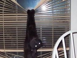 Melihat Aksi Konyol Si Kucing yang Bikin Ngakak