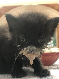 Melihat Aksi Konyol Si Kucing yang Bikin Ngakak