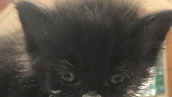 Kenyang minum susu. Foto: Boredpanda  