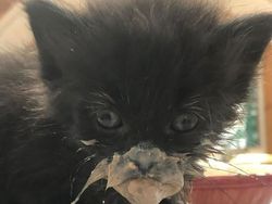 Melihat Aksi Konyol Si Kucing yang Bikin Ngakak