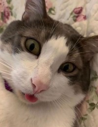 Melihat Aksi Konyol Si Kucing yang Bikin Ngakak