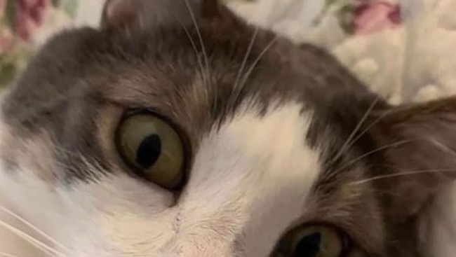 Teganya Pria Tembak Mati Kucing Timmy dari Jarak Dekat