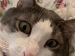 Melihat Aksi Konyol Si Kucing yang Bikin Ngakak