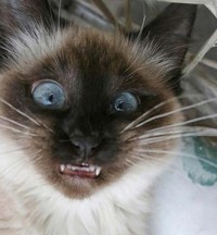 Melihat Aksi Konyol Si Kucing yang Bikin Ngakak