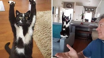 Ini adalah Keys, ia terus mengangkat tangannya dan tidak ada yang tahu alasannya apa. Foto: Boredpanda  