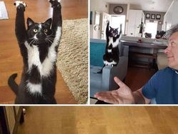 Melihat Aksi Konyol Si Kucing yang Bikin Ngakak