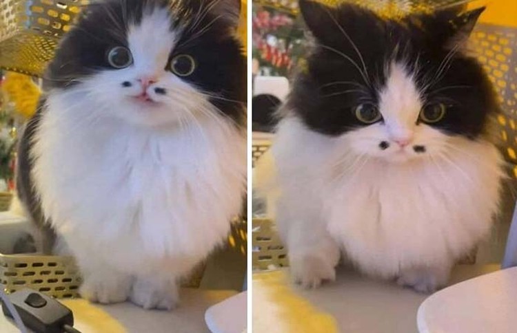 Melihat Aksi Konyol Si Kucing yang Bikin Ngakak