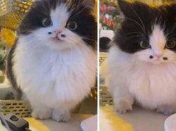 Melihat Aksi Konyol Si Kucing yang Bikin Ngakak