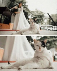 Melihat Aksi Konyol Si Kucing yang Bikin Ngakak