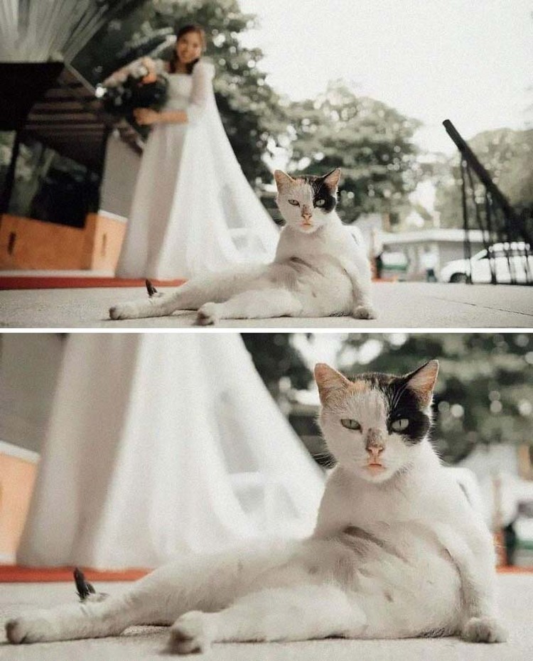 Melihat Aksi Konyol Si Kucing yang Bikin Ngakak
