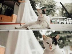 Melihat Aksi Konyol Si Kucing yang Bikin Ngakak