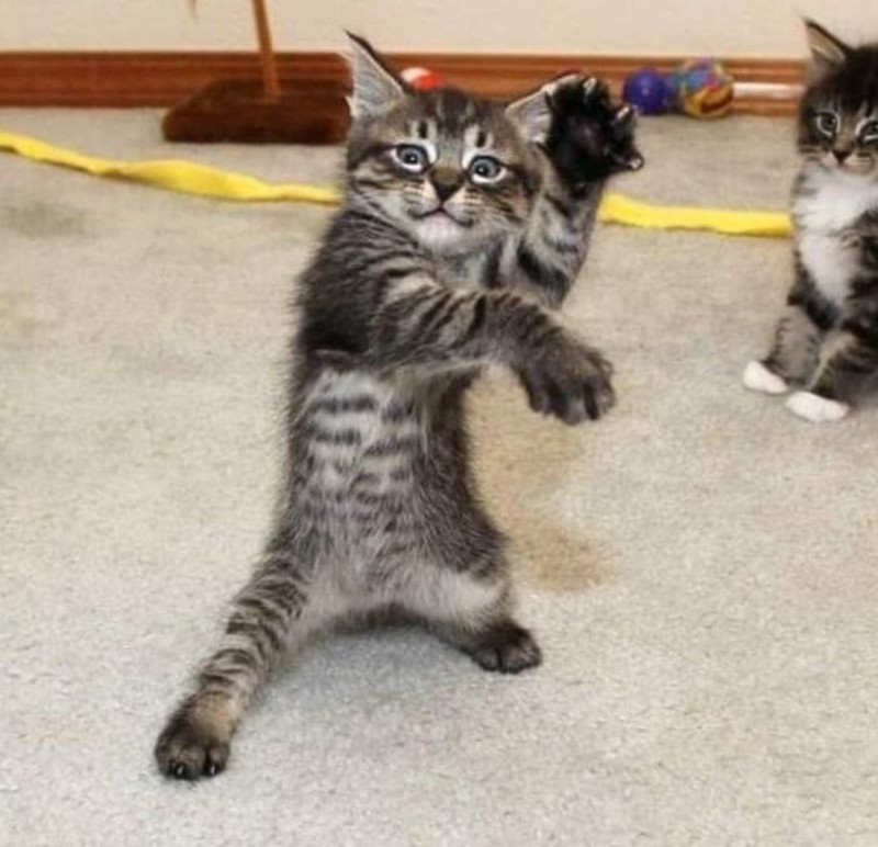 Melihat Aksi Konyol Si Kucing yang Bikin Ngakak