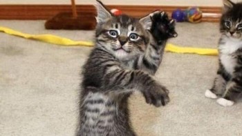 Kungfu Cat. Foto: Boredpanda  
