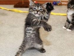 Melihat Aksi Konyol Si Kucing yang Bikin Ngakak