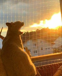 Melihat Aksi Konyol Si Kucing yang Bikin Ngakak