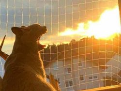 Melihat Aksi Konyol Si Kucing yang Bikin Ngakak