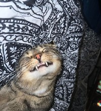 Melihat Aksi Konyol Si Kucing yang Bikin Ngakak