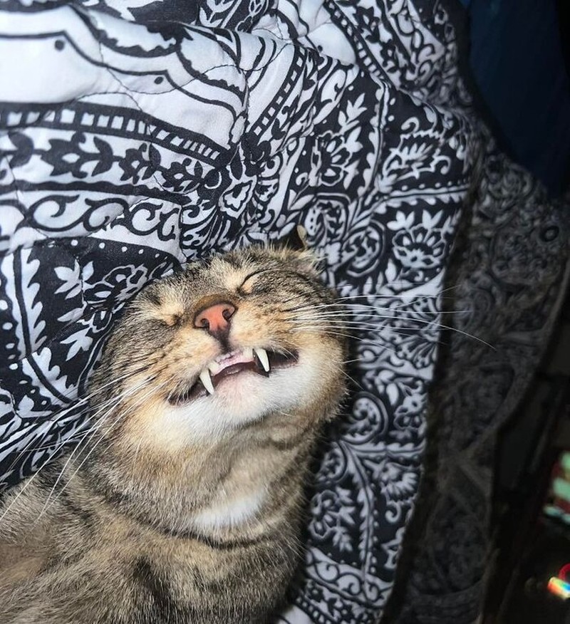 Melihat Aksi Konyol Si Kucing yang Bikin Ngakak