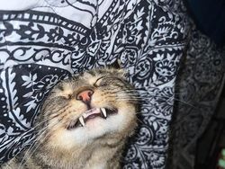 Melihat Aksi Konyol Si Kucing yang Bikin Ngakak