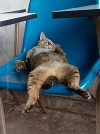 Melihat Aksi Konyol Si Kucing yang Bikin Ngakak