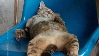 Bobo siang dulu ah, udah pewe. Foto: Boredpanda  