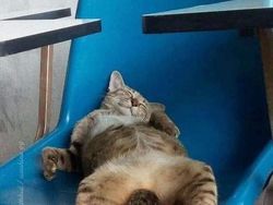 Melihat Aksi Konyol Si Kucing yang Bikin Ngakak