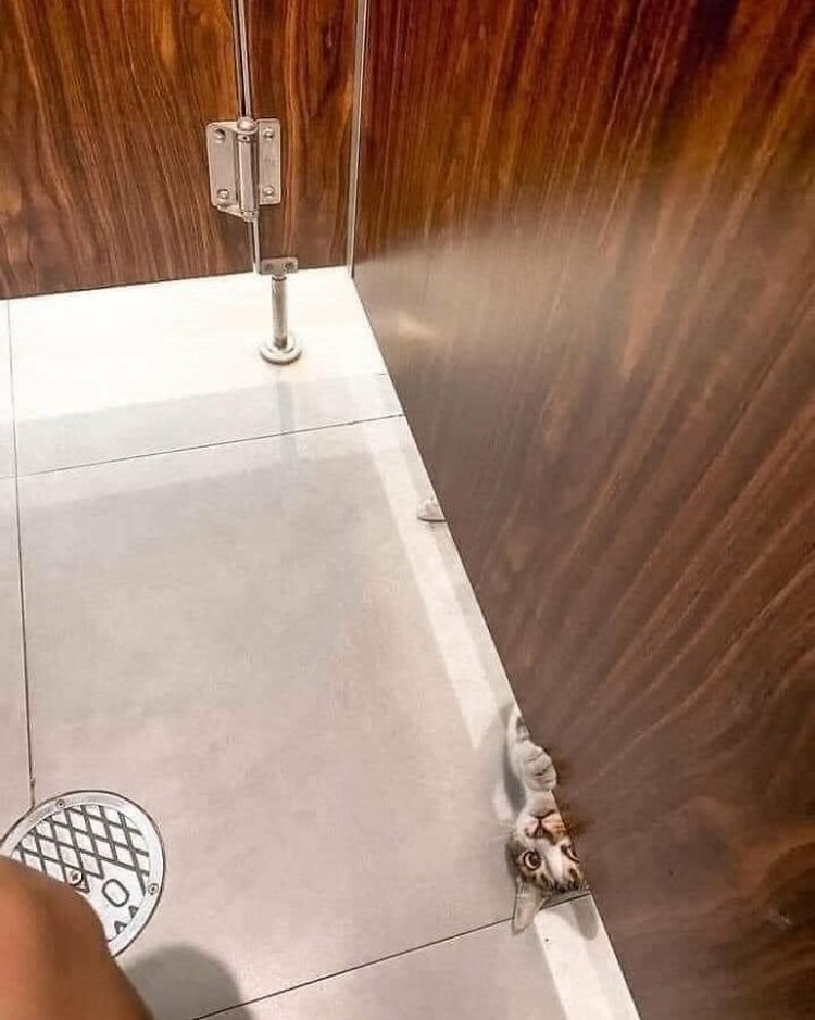 Melihat Aksi Konyol Si Kucing yang Bikin Ngakak