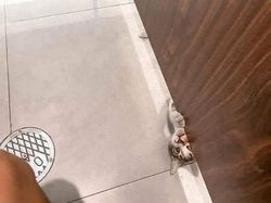 Melihat Aksi Konyol Si Kucing yang Bikin Ngakak