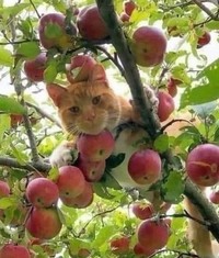 Melihat Aksi Konyol Si Kucing yang Bikin Ngakak