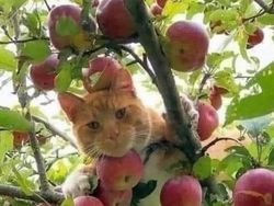 Melihat Aksi Konyol Si Kucing yang Bikin Ngakak